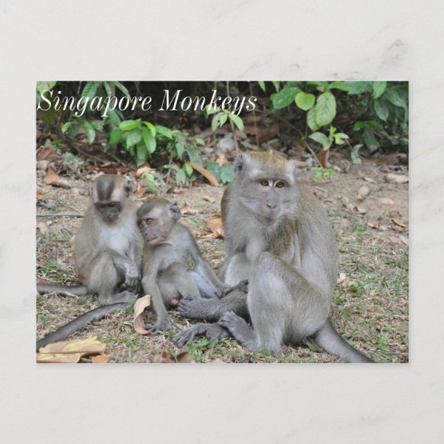 Monkey Family of Singapore Postcard (Front)