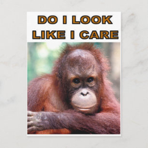 MONKEY FUN POSTCARD