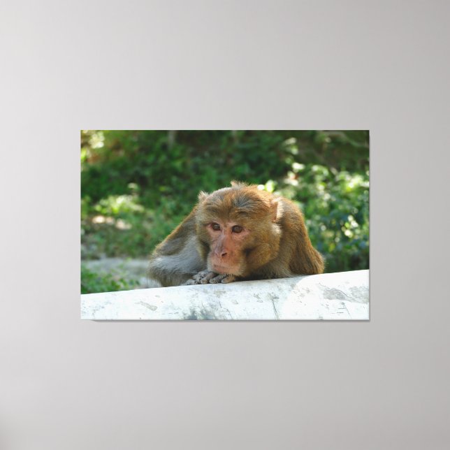 Monkey - Grandfather Canvas Print (Front)