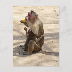 Monkey - I want somethin too Postcard