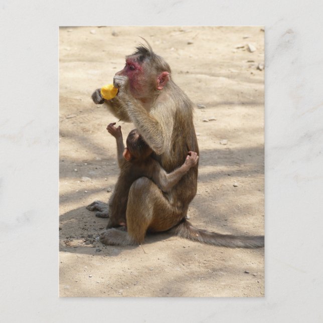Monkey - I want somethin too Postcard (Front)