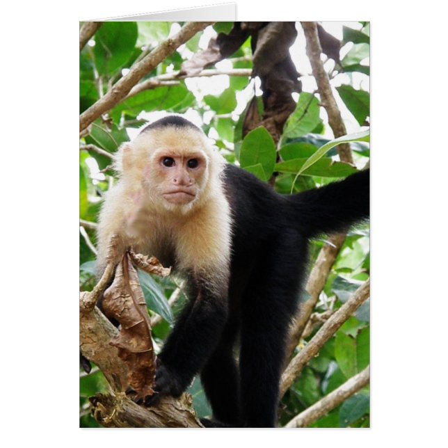 Monkey in Costa Rica (Front)