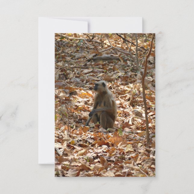 Monkey in Dry Season (Front)
