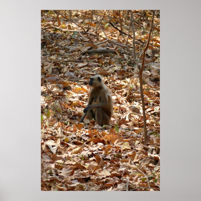 Monkey in Dry Season Poster (Front)
