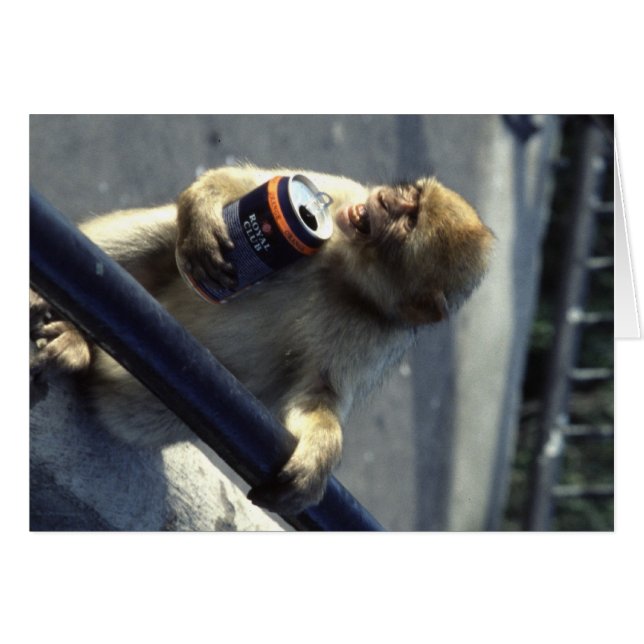 Monkey in Gibraltar (Front Horizontal)