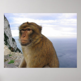 Monkey in Gibraltar alter Poster