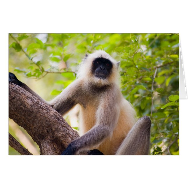 Monkey in jungle of Ranthambore National Park (Front Horizontal)