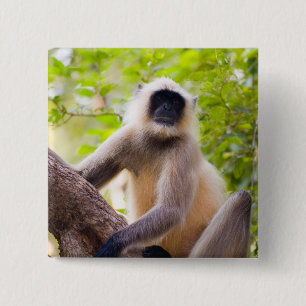 Monkey in jungle of Ranthambore National Park 2 Inch Square Button