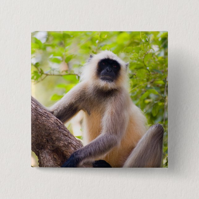 Monkey in jungle of Ranthambore National Park 2 Inch Square Button (Front)