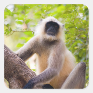 Monkey in jungle of Ranthambore National Park Square Sticker