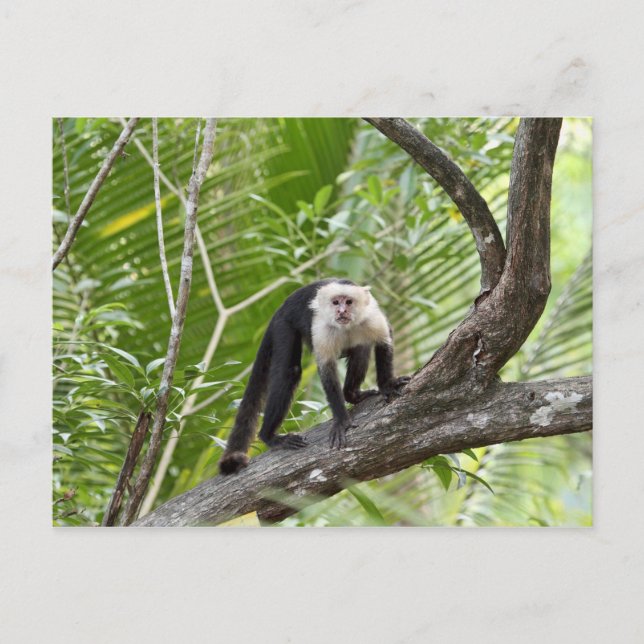 Monkey in the Jungle Postcard (Front)