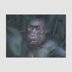 Monkey in the Jungle Tissue Paper