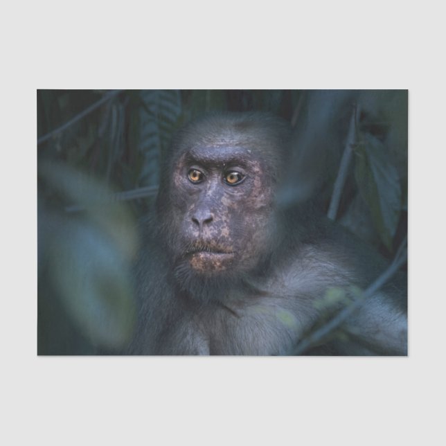 Monkey in the Jungle Tissue Paper (Front)