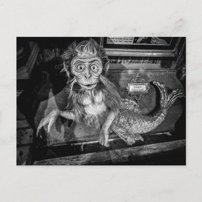Monkey Mermaid Taxidermy Oddity  Postcard (Front)
