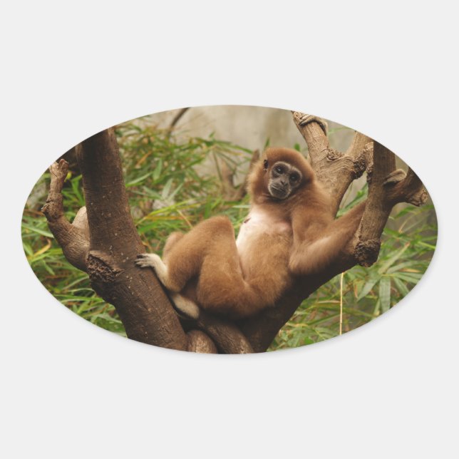 Monkey  Oval Sticker (Front)