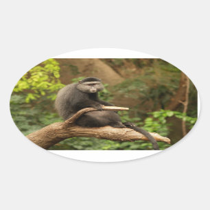Monkey  Oval Sticker