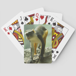 Monkey Playing Cards