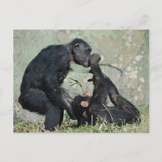 Monkey Postcard (Front)