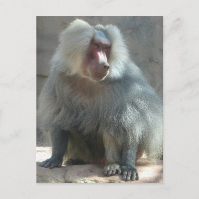 Monkey Postcard (Front)