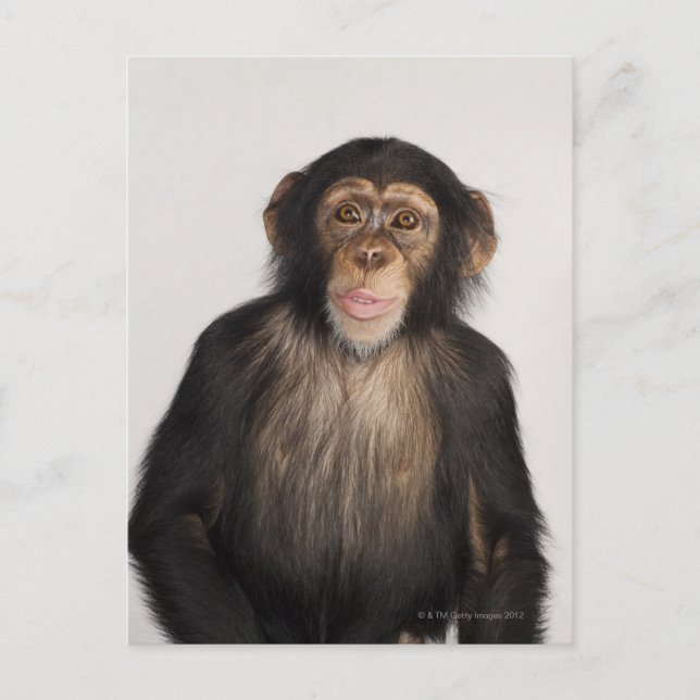 Monkey Postcard (Front)