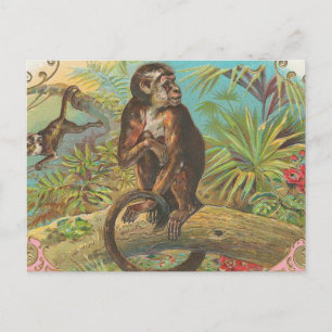 Monkey Postcard