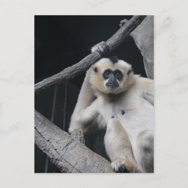 Monkey Postcard (Front)