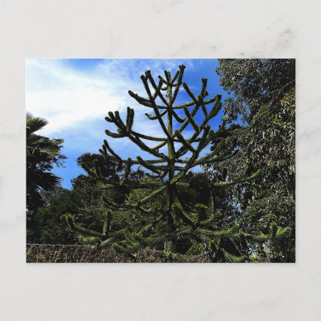 Monkey Puzzle Tree #1 Postcard (Front)