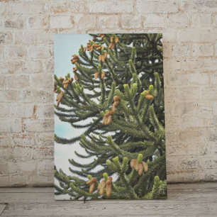 Monkey Puzzle Tree and Seed Cones Canvas Print