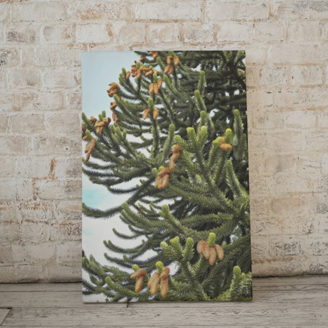 Monkey Puzzle Tree and Seed Cones Canvas Print (In Situ)
