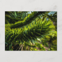 Monkey Puzzle Tree - Tree Photography