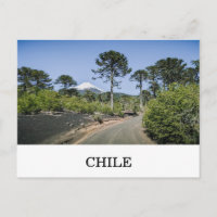 Monkey puzzle trees near volcano in chile