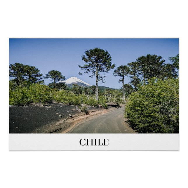 Monkey puzzle trees near volcano in chile poster (Front)