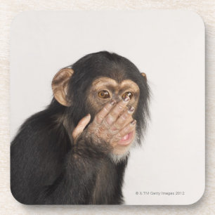 Monkey rubbing its face coaster