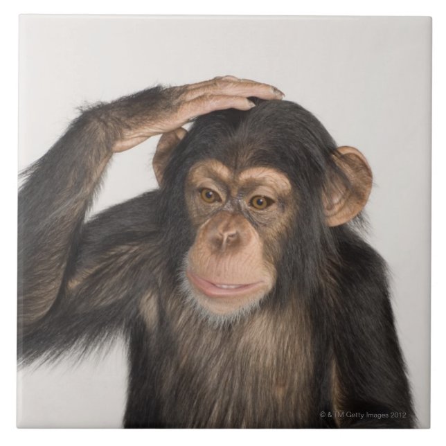 Monkey scratching its head tile (Front)