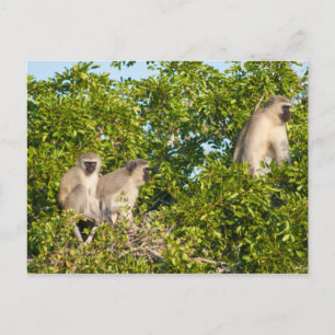 Monkey See Postcard