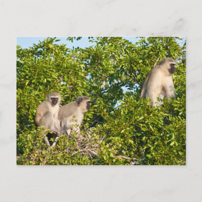 Monkey See Postcard (Front)