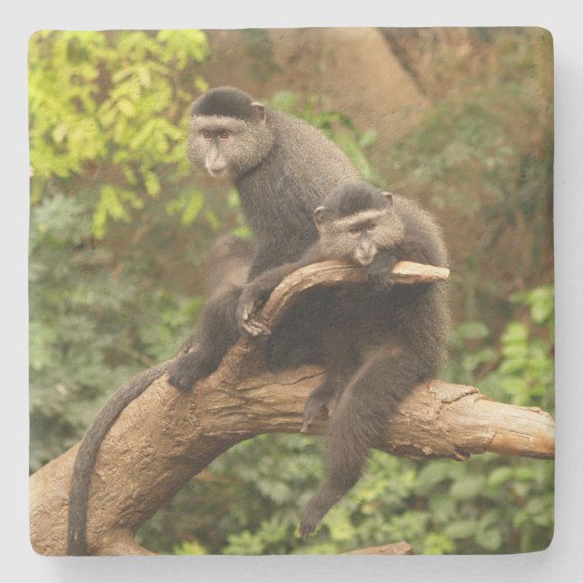 Monkey Square coaster (Front)