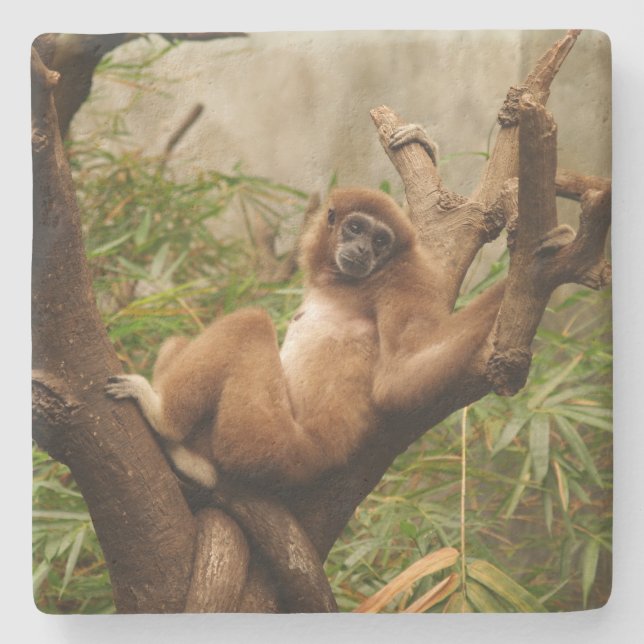 Monkey Square coaster (Front)