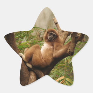 Monkey  Star Sticker