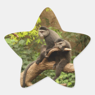 Monkey  Star Sticker