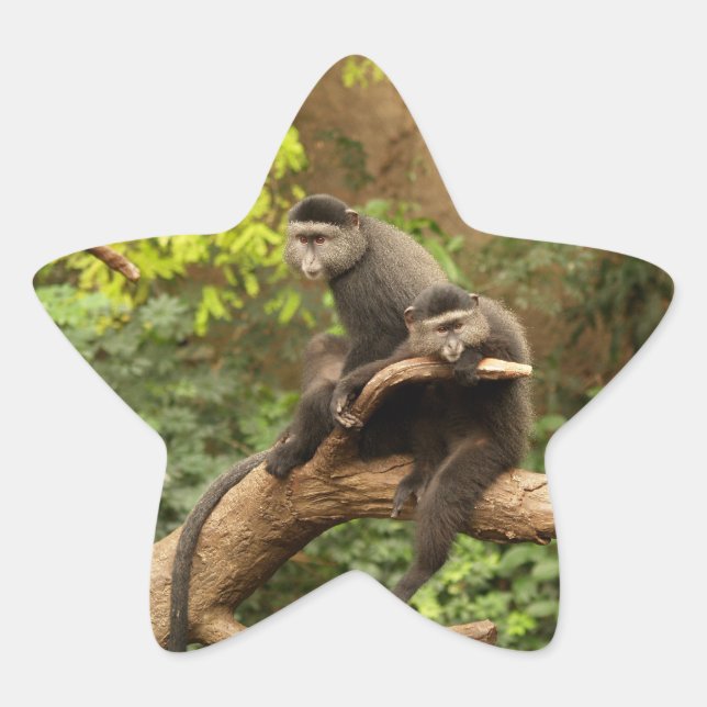 Monkey  Star Sticker (Front)