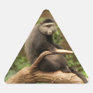 Monkey Triangle Sticker