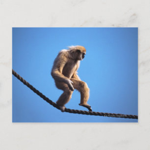 Monkey walking on rope postcard