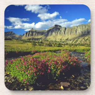 Monkeyflowers at Logan Pass in Glacier National Coaster
