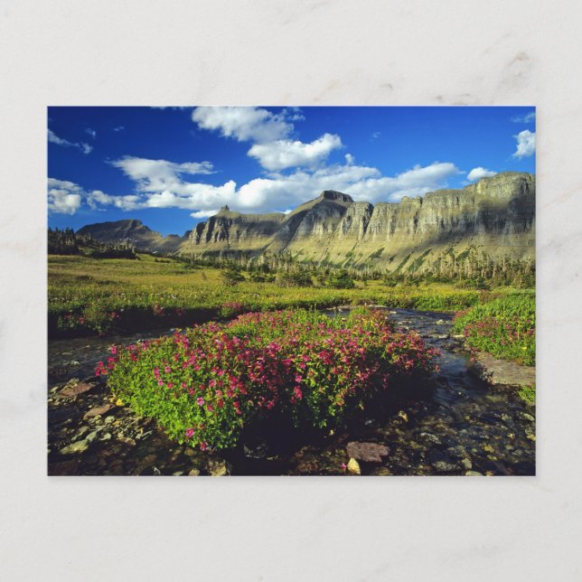Monkeyflowers at Logan Pass in Glacier National Postcard (Front)