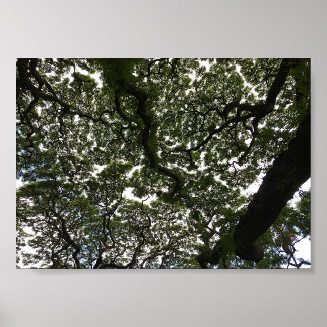 Monkeypod leaves poster (Front)