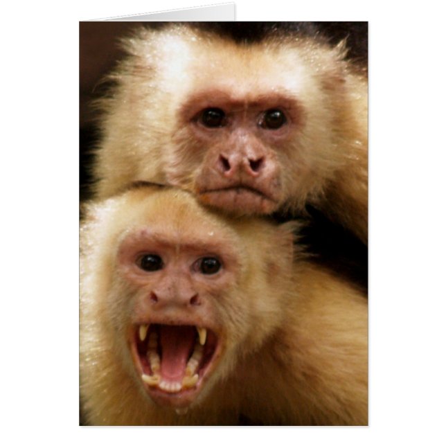 Monkeys! (Front)