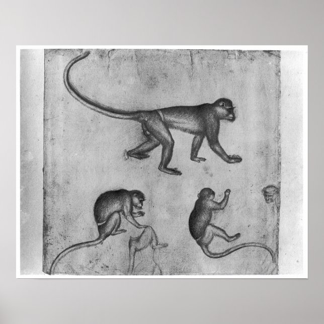Monkeys, from The Vallardi Album Poster (Front)