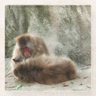 Monkeys Glass Coaster