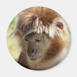 MONKEYS MAGNET